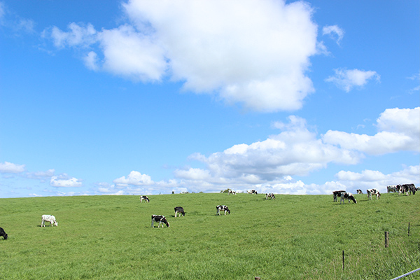 北海道の酪農風景